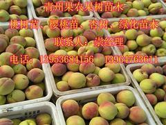 精品映霜紅桃苗推薦 高產優質、選購指南與價格分析